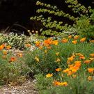 Garden with California poppies and a redbud bush