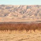 Dry fields and orchard looking at the barren California coastal hills