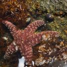 Sea star and snail