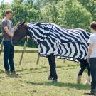 Two people with horse in zebra-striped blanket in Britain.