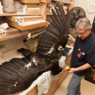 Andy Engilis spreads wings of California condor specimen.