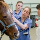 A horse is examined at the UC Davis School of Veterinary Medicine.
