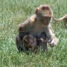 Monkey and infant