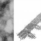Composite of electron microscope image and rendering of fibrils. 