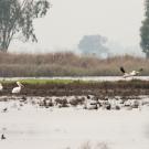 Pelicans and birds at Suisun Marsh 