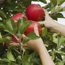 Photo: hands picking apples from trees