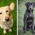 two photos: on left, a golden retriever, on right, a black Labrador retriever