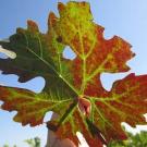 Grape leaf that shows red among the green and some rolling at the leaf edge