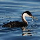 Western grebe eating a fish