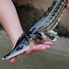 Young sturgeon fish held out of water