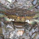 close up of European green crab