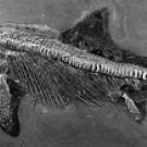 Photo: fossil of an ichthyosaur 