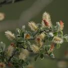 flowering gray willow in Greenland
