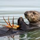 southern sea otter eats a crab while floating on back