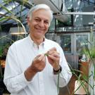 Jorge Dubcovsky in a greenhouse holding wheat