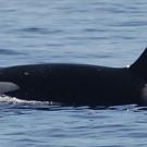 Photo: killer whale rising out of water