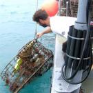 photo: man hauling in lobster trap out of ocean