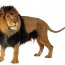 Photo: male lion