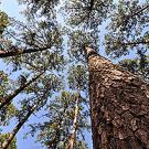 Photo of a big pine tree taken from the ground looking up
