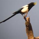 Photo: bird on tree limb
