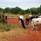 Villagers and cattle on dirt road