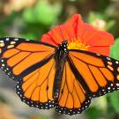 Orange and black monarch butterfly rests with wings open on dark orange flower. 