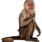 Photo: Small monkey sitting and gesturing