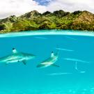 Sharks in French Polynesia 