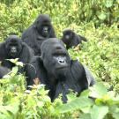 Family of mountain gorillas 