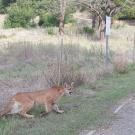 Mountain lion approaches highway