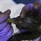 Photo: Oiled grebe handled by purple-gloved human
