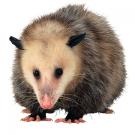 Photo: opossum