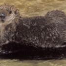 photo of California sea otter