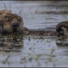 Southern sea otter and its baby in Moss Landing, California.