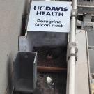 Photo showing bird nest with sign above reading "UC Davis Health peregrine falcon nest"