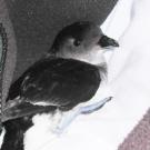 A diving petrel