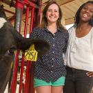 Picnic Day Chair Grace Scott, left, and ASUCD President Mariah Watson with their cow during a milking lesson at the campus dairy