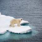 polar bear on sea ice