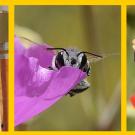 Three photos, first with a man in a hat looking at a pole, then a bumble bee looking at the camera, third is a bee in a flower