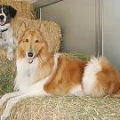 St. Bernard and collie lying on hay bales