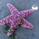Purple sea star on the sand