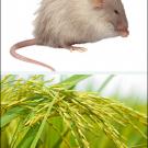 Photos: mice and a shaft of rice