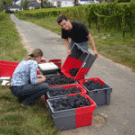 Rob Scholz&mdash;who earned a master&rsquo;s degree in viticulture and enology at UC Davis in 2007&mdash;collects grapes at a research institute in Germany&rsquo;s Rhine River Valley, during his stint with the Fulbright U.S. Student Program. 