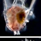 Blob-like larvae from sea urchin, maturing sea urchin larvae
