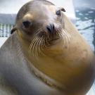 Photo: California sea lion