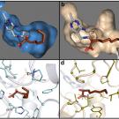 The images on the left show the key molecule in enzyme KIVD, part of a metabolic pathway in E. coli that transforms sugars into short-chain alcohols, while the images at right show the same molecule, but in a different enzyme and configuration. 