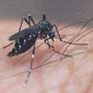 Close-up photo of mosquito on a hand.