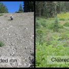Two photos: on left is a graveled barren hillside and the one on the right shows trees and ferns and other Sierra vegetation