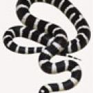 photo: black and white snake