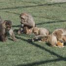 Monkeys outdoors